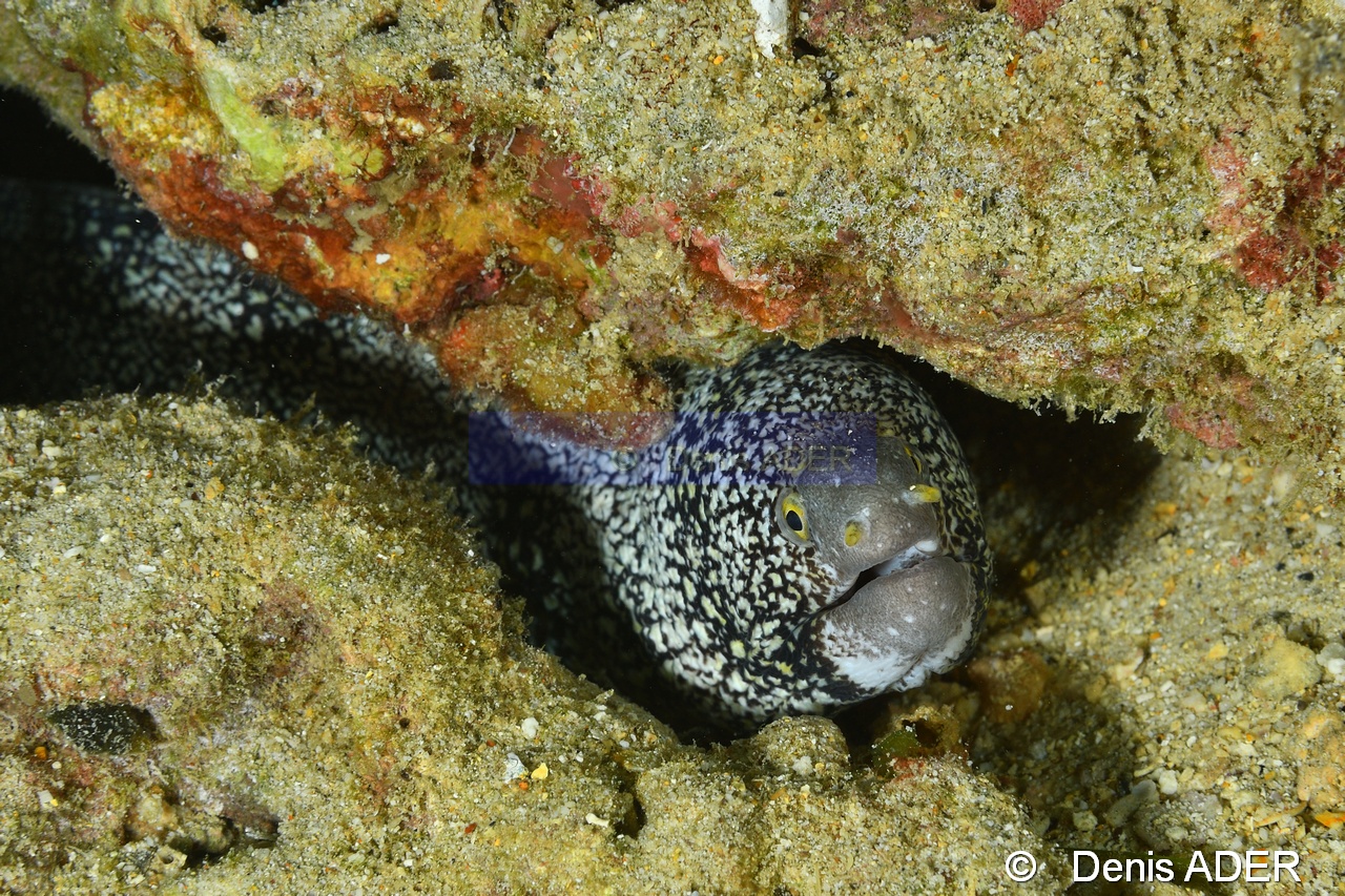 Echidna nebulosa Murene a flammes-Pasar wajo Mandarin city-5m-20180602nuit-Denis-ADER-DSC_3538_tn.jpg